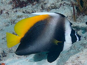 Singular bannerfish (Heniochus singularius) (47285642772).jpg