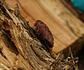 Slime mold stemonitis fusca