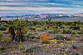 Spring Flowers in Red Rock Canyon National Conservation Area