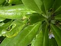 Starr 050406-0220 Scaevola taccada