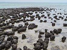 Stromatolites in Sharkbay