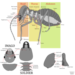 TermiteAnatomy