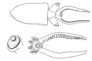Teuthowenia megalops paralarva anatomy