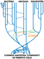 Tree Of Life (with horizontal gene transfer)