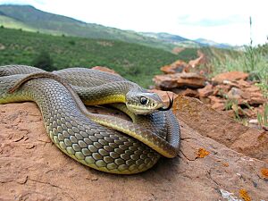 W. Yellow-bellied Racer