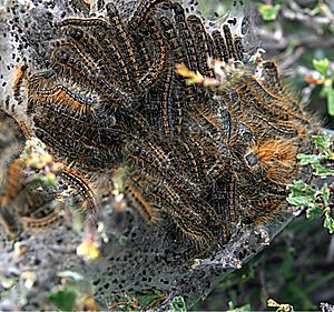 Western tent caterpillars Malacosoma californicum edit1