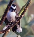 White-browed Fantail (Rhipidura aureola) at Sindhrot near Vadodara, Gujrata Pix 223