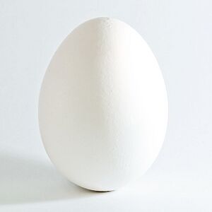 White chicken egg square