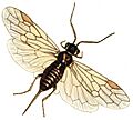 Xyelapusilla