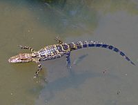 Young Alligator mississippiensis