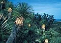 Yucca linearifolia MEX BB