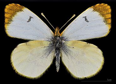 (MHNT) Anthocaris belia androgyne - Khemis-des-Ida-ou-Gnidif Maroc - femelle dorsal