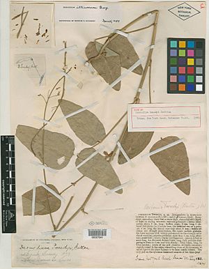 1879 Specimen of Desmodium tweedyi Collected by Frank Tweedy, NYBG