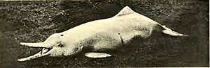 1918 Miller A new river-dolphin from China Fig. 2a.jpg