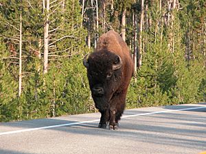 2003-08-18 Yellowstone bison in the road