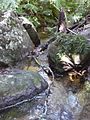 AU-Qld-Yarrabah Trinity Forest Reserve stream