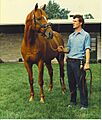 Affirmed at Spendthrift Farm 1981