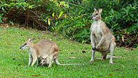 Agile Wallaby family