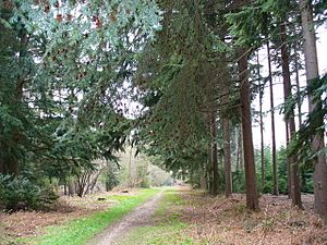 Alice Holt Forest - geograph.org.uk - 383144