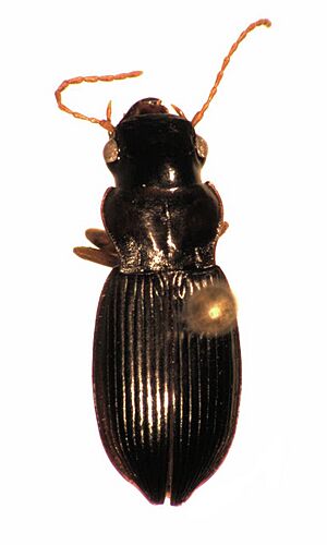 Allocinopus sculpticollis male