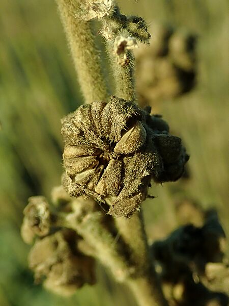 Althaea officinalis 2019-12-13 5769