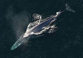 Anim1754 - Flickr - NOAA Photo Library