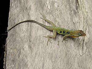 Anolis oculatus montanus