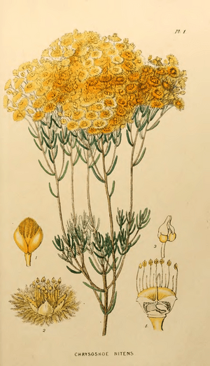 Appendix to the first twenty-three volumes of Edwards's Botanical Register - Plate 1