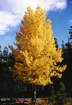 Aspen-PopulusTremuloides-2001-09-27