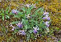Astragalus bibullatus Kaldari 05