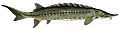 Atlantic sturgeon flipped