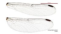 Austrogomphus prasinus female wings (34671875020)