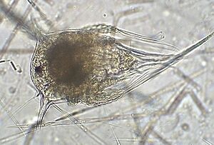 Balanus improvisus, nauplius