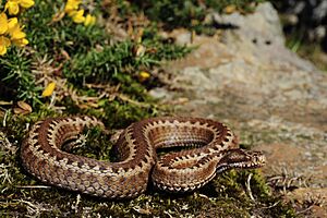 BennyTrapp Vipera seoanei Nordiberische Kreuzotter Pyrenäen Grenzgebiet Frankreich Spanien.jpg