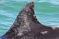 Bottle-nosed-dolphin-Lobomycosis-disease