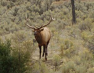 Bull-elk-yellowstone