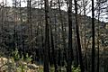 Burnt pine forest