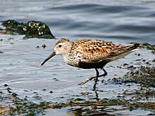 Calidris alpina alpina, Riga, Latvia 1