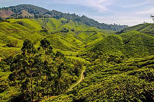 Cameron highlands 3