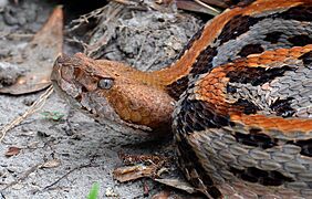 Canebrake Rattlesnake