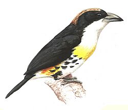 Capito maculicoronatus