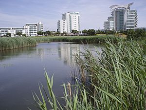 Cardiff Wetlands showing St Davids Hotel