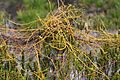 Cassytha filimoris 1