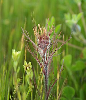 Castilleja exserta2