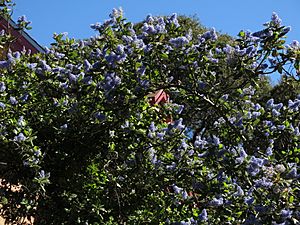 Ceanothus arboreus, Californischer Flieder.JPG