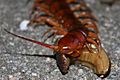 Chinese Red-headed Centipede (Scolopendra subspinipes) (5936077174)