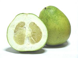 Citrus grandis - Honey White