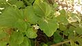 Clinopodium douglasii 4