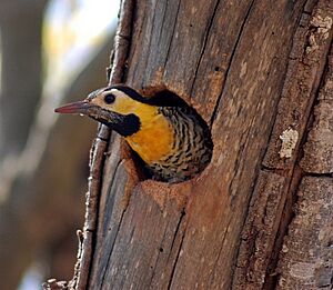 Colaptes campestris nest