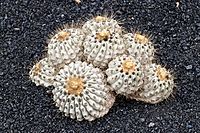 Copiapoa cinerea purpurea 01